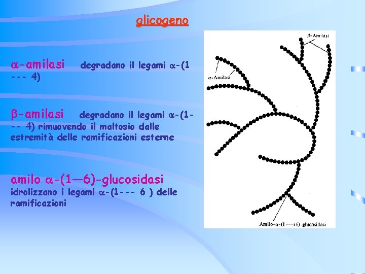 glicogeno -amilasi --- 4) degradano il legami -(1 -amilasi degradano il legami -(1 -- glicogeno -amilasi --- 4) degradano il legami -(1 -amilasi degradano il legami -(1 --