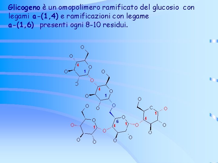 Glicogeno è un omopolimero ramificato del glucosio con legami a-(1, 4) e ramificazioni con Glicogeno è un omopolimero ramificato del glucosio con legami a-(1, 4) e ramificazioni con