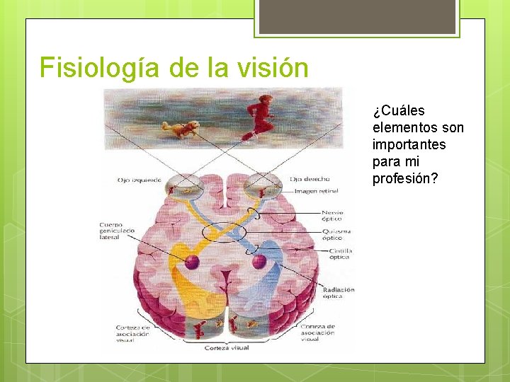 Fisiología de la visión ¿Cuáles elementos son importantes para mi profesión? 