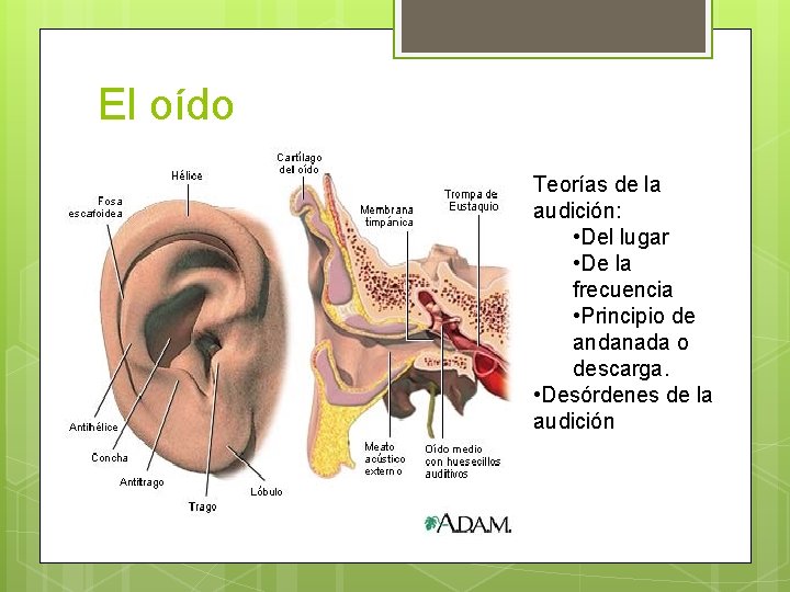 El oído Teorías de la audición: • Del lugar • De la frecuencia •