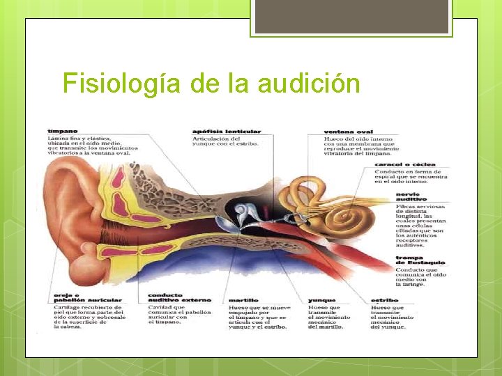 Fisiología de la audición 