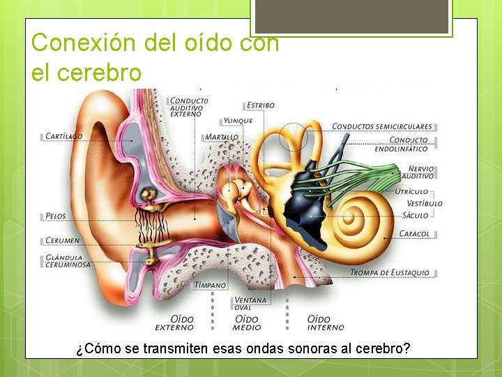 Conexión del oído con el cerebro ¿Cómo se transmiten esas ondas sonoras al cerebro?