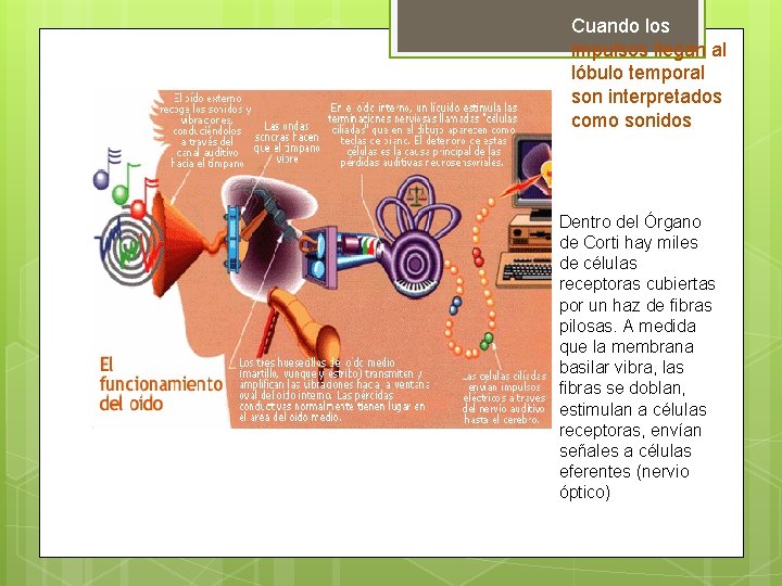 Cuando los impulsos llegan al lóbulo temporal son interpretados como sonidos Dentro del Órgano