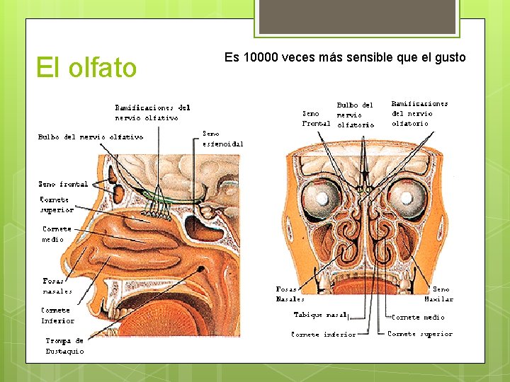 El olfato Es 10000 veces más sensible que el gusto 