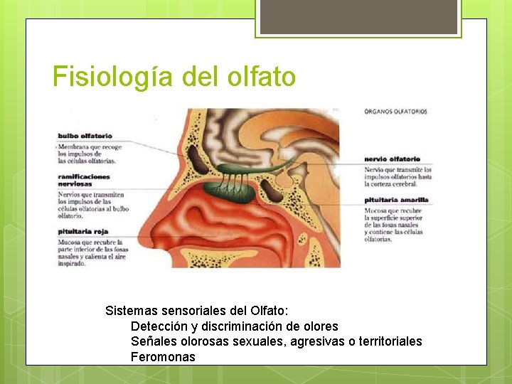Fisiología del olfato Sistemas sensoriales del Olfato: Detección y discriminación de olores Señales olorosas