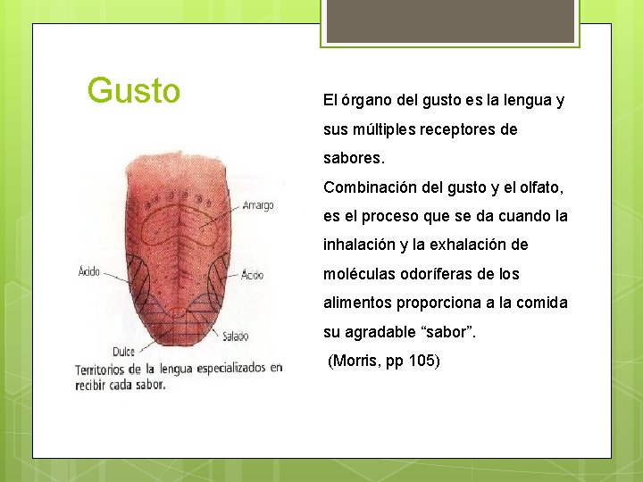 Gusto El órgano del gusto es la lengua y sus múltiples receptores de sabores.