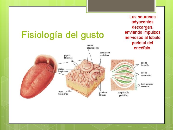 Fisiología del gusto Las neuronas adyacentes descargan, enviando impulsos nerviosos al lóbulo parietal del