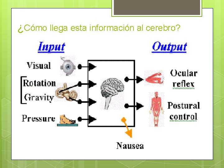 ¿Cómo llega esta información al cerebro? 