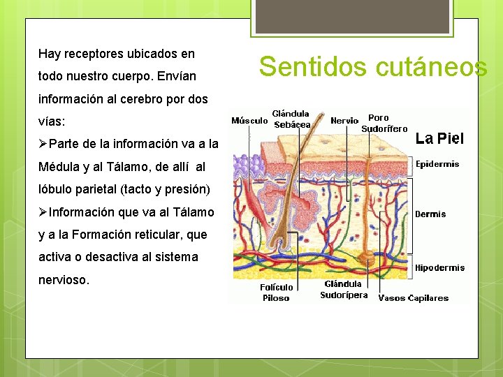 Hay receptores ubicados en todo nuestro cuerpo. Envían información al cerebro por dos vías: