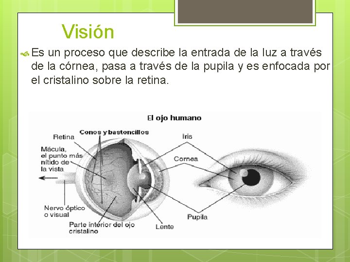 Visión Es un proceso que describe la entrada de la luz a través de