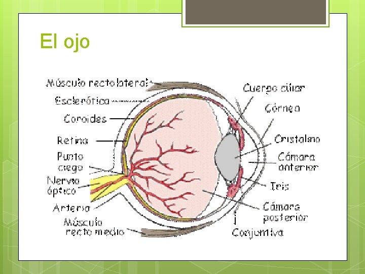 El ojo 