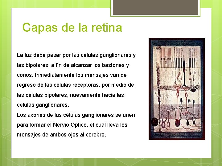 Capas de la retina La luz debe pasar por las células ganglionares y las