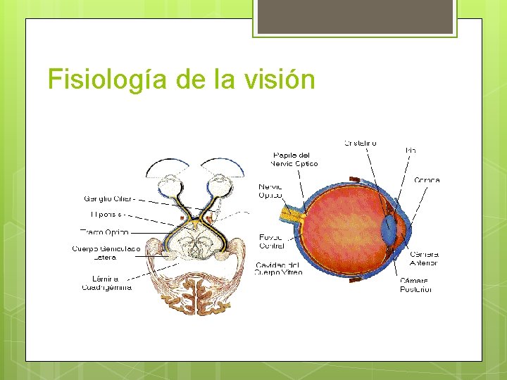 Fisiología de la visión 