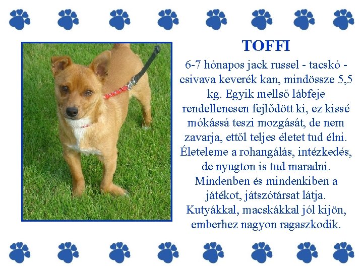 TOFFI 6 -7 hónapos jack russel - tacskó csivava keverék kan, mindössze 5, 5