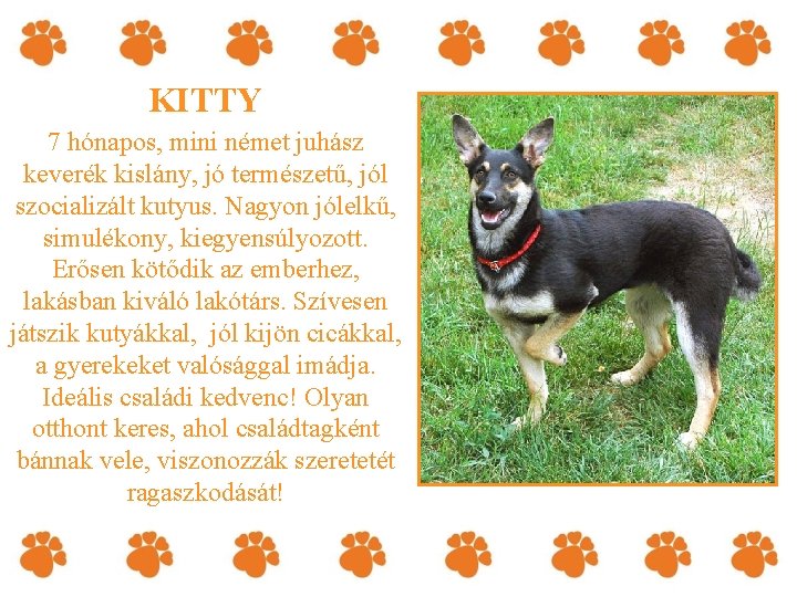 KITTY 7 hónapos, mini német juhász keverék kislány, jó természetű, jól szocializált kutyus. Nagyon