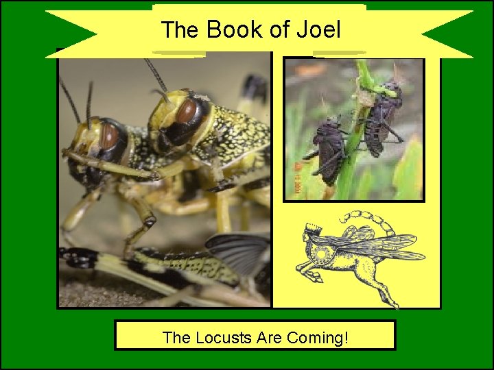 The Book of Joel The Locusts Are Coming! 