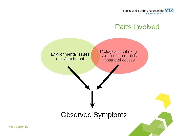 Parts involved Environmental issues e. g. Attachment Biological insults e. g. Genetic + prenatal