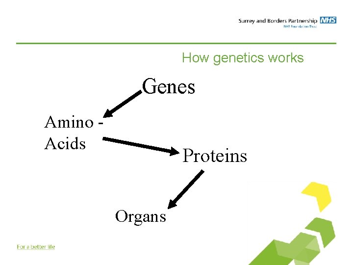 How genetics works Genes Amino Acids Proteins Organs 