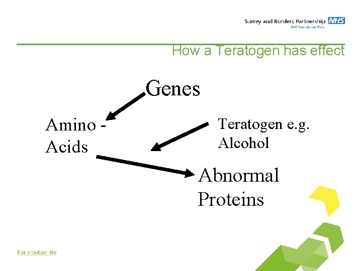 How a Teratogen has effect Genes Amino Acids Teratogen e. g. Alcohol Abnormal Proteins