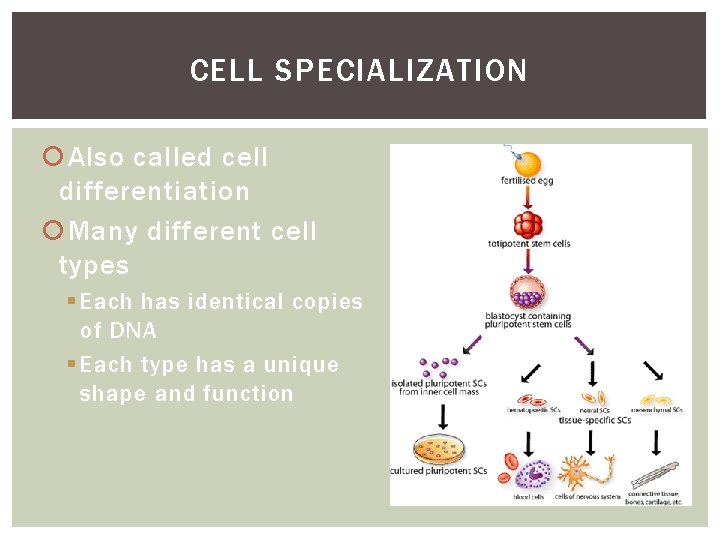 CELL SPECIALIZATION Also called cell differentiation Many different cell types § Each has identical