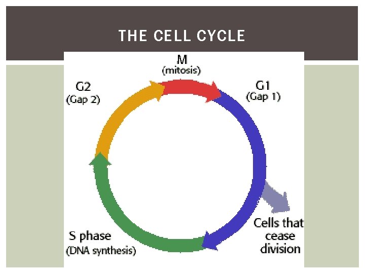 THE CELL CYCLE 