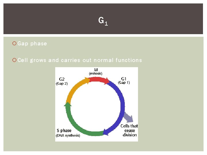 G 1 Gap phase Cell grows and carries out normal functions 