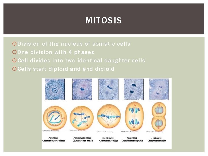 MITOSIS Division of the nucleus of somatic cells One division with 4 phases Cell