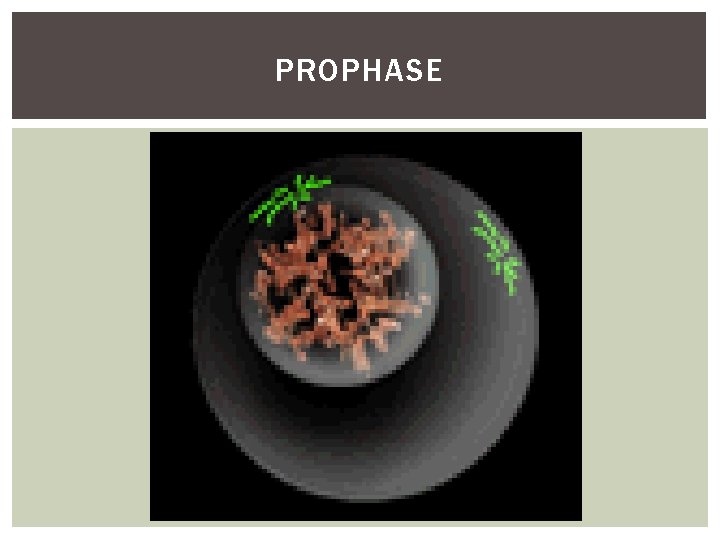 PROPHASE 