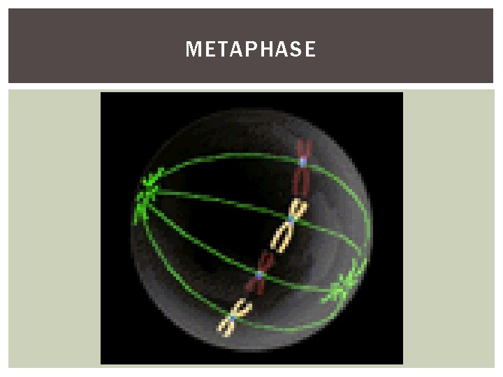 METAPHASE 