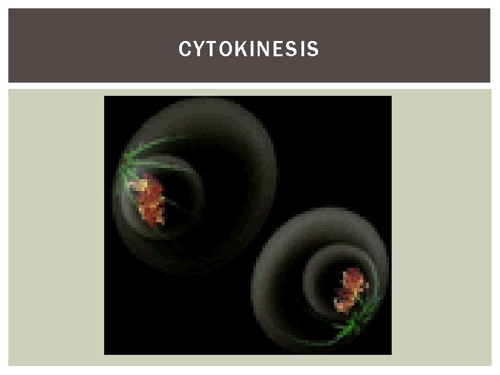 CYTOKINESIS 