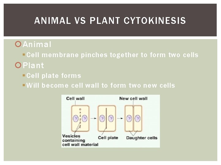 ANIMAL VS PLANT CYTOKINESIS Animal § Cell membrane pinches together to form two cells