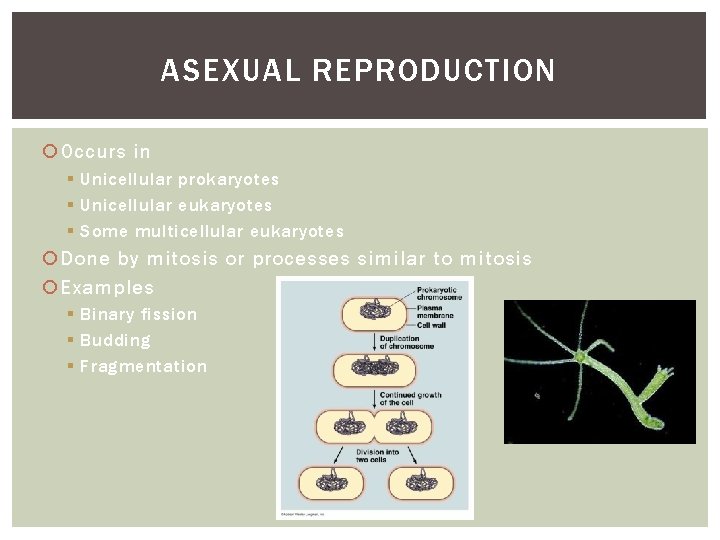 ASEXUAL REPRODUCTION Occurs in § Unicellular prokaryotes § Unicellular eukaryotes § Some multicellular eukaryotes
