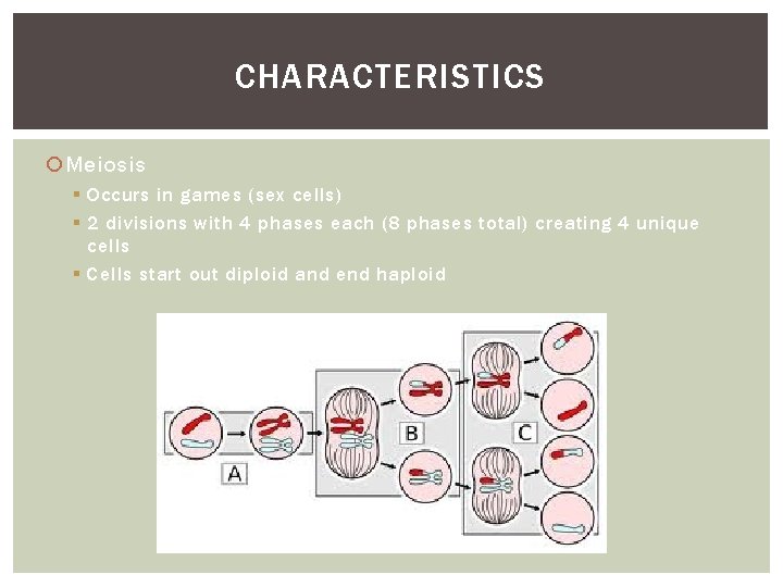 CHARACTERISTICS Meiosis § Occurs in games (sex cells) § 2 divisions with 4 phases