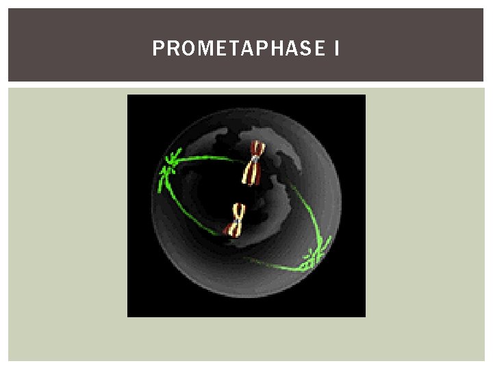 PROMETAPHASE I 