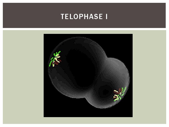 TELOPHASE I 