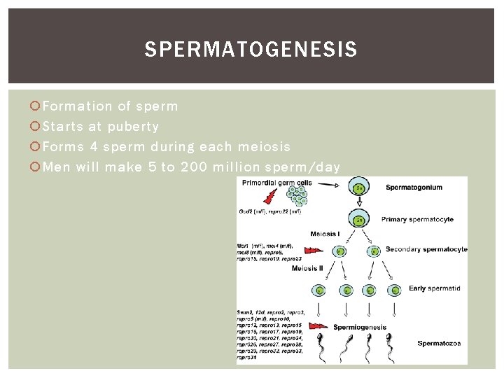 SPERMATOGENESIS Formation of sperm Starts at puberty Forms 4 sperm during each meiosis Men