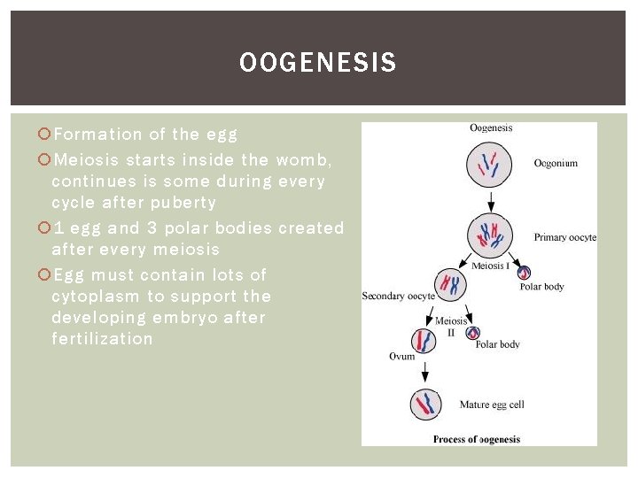 OOGENESIS Formation of the egg Meiosis starts inside the womb, continues is some during