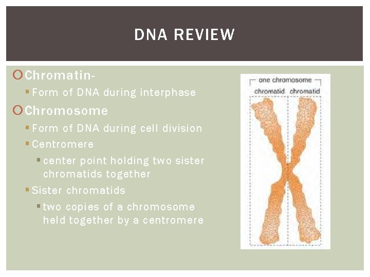 DNA REVIEW Chromatin§ Form of DNA during interphase Chromosome § Form of DNA during