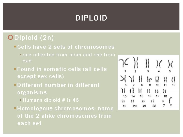 DIPLOID Diploid (2 n) § Cells have 2 sets of chromosomes § one inherited