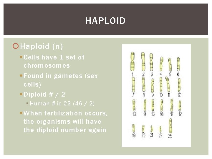 HAPLOID Haploid (n) § Cells have 1 set of chromosomes § Found in gametes