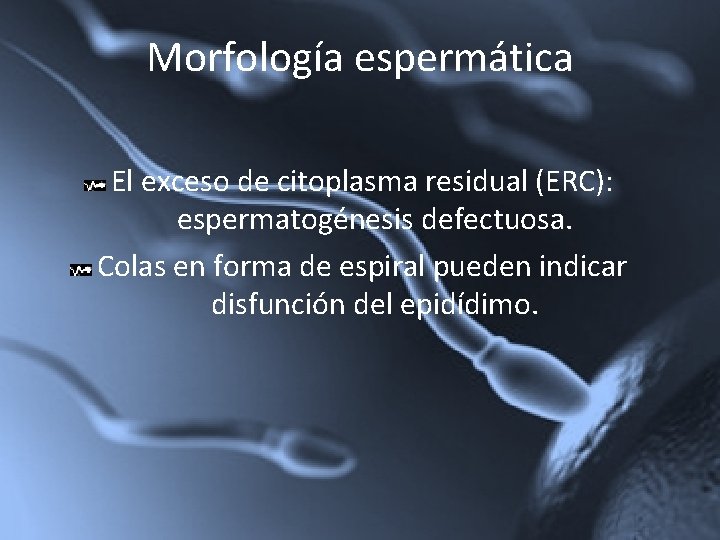 Morfología espermática El exceso de citoplasma residual (ERC): espermatogénesis defectuosa. Colas en forma de