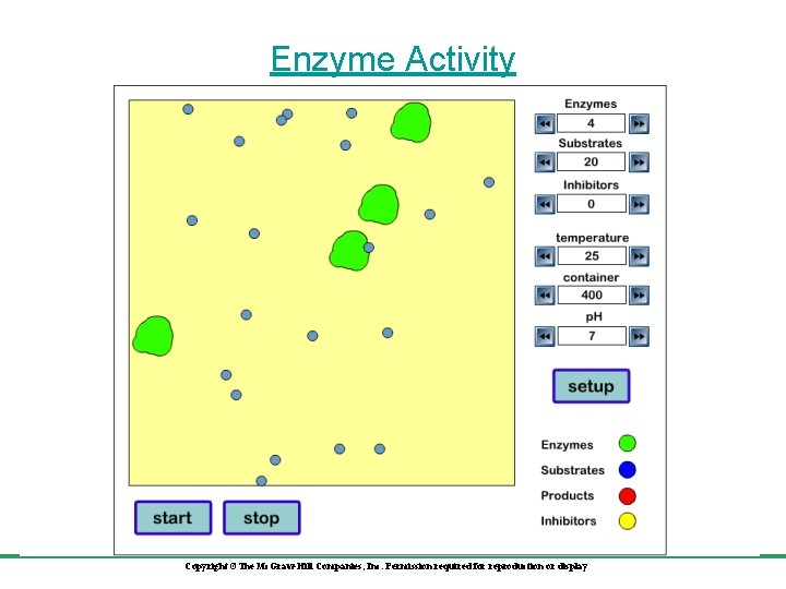 Enzyme Activity Copyright ©The Mc. Graw-Hill Companies, Inc. Permission required for reproduction or display