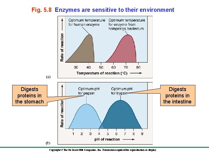 Fig. 5. 8 Enzymes are sensitive to their environment Digests proteins in the stomach