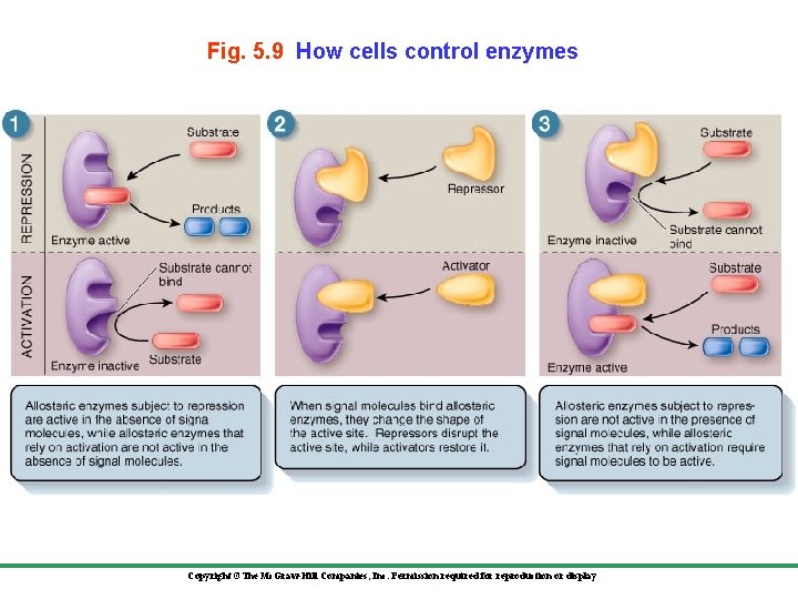 Fig. 5. 9 How cells control enzymes Copyright ©The Mc. Graw-Hill Companies, Inc. Permission