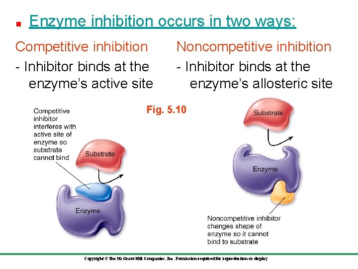 Enzyme inhibition occurs in two ways: Competitive inhibition - Inhibitor binds at the enzyme’s