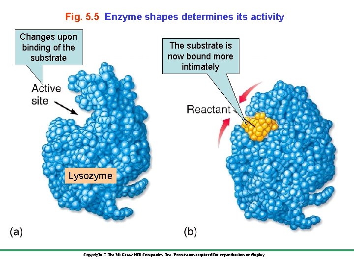 Fig. 5. 5 Enzyme shapes determines its activity Changes upon binding of the substrate
