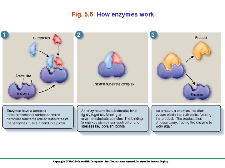 Fig. 5. 6 How enzymes work Copyright ©The Mc. Graw-Hill Companies, Inc. Permission required