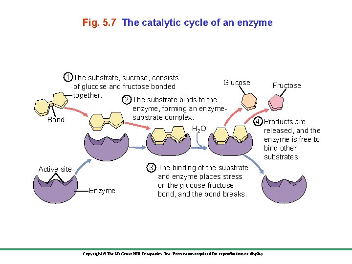 Fig. 5. 7 The catalytic cycle of an enzyme 1 The substrate, sucrose, consists