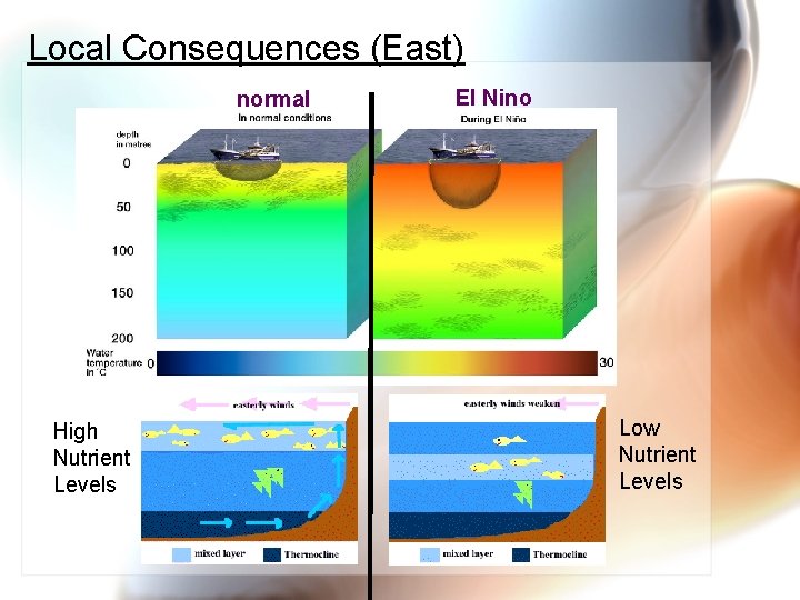 Local Consequences (East) normal High Nutrient Levels El Nino Low Nutrient Levels 