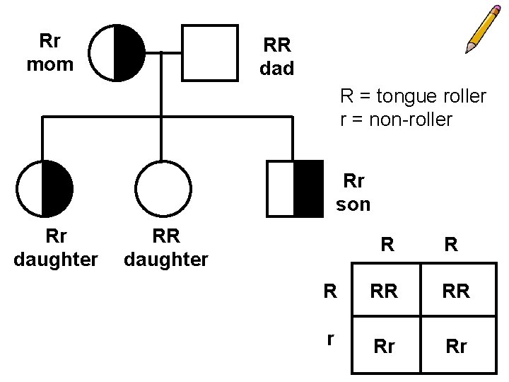 Rr mom RR dad R = tongue roller r = non-roller Rr son Rr